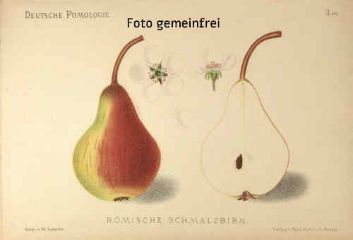 Rmische Schmalzbirne