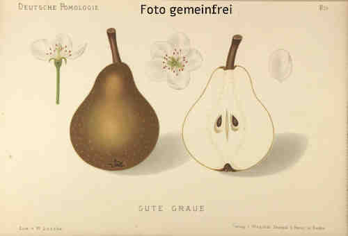 Gute Graue